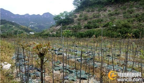 零溪镇未来繁荣蓝图，最新发展规划揭秘