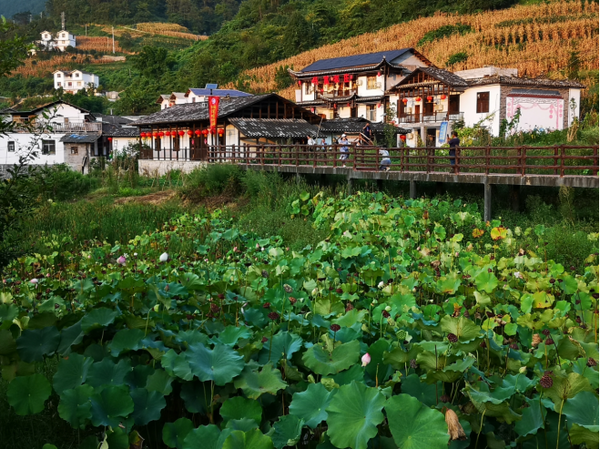 市坪村新项目启动，乡村振兴新动力澎湃来袭