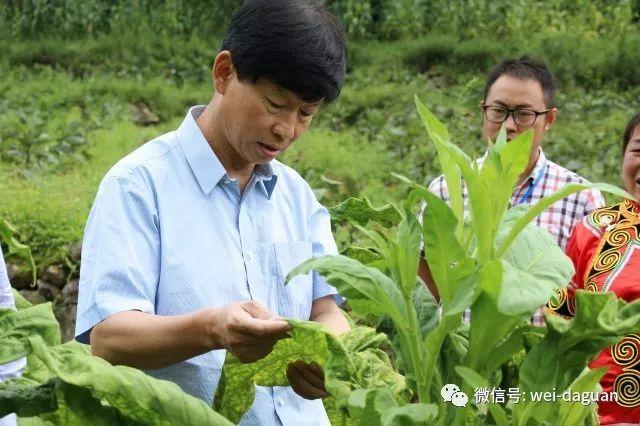 翠华未来战略蓝图，迈向新的发展高峰