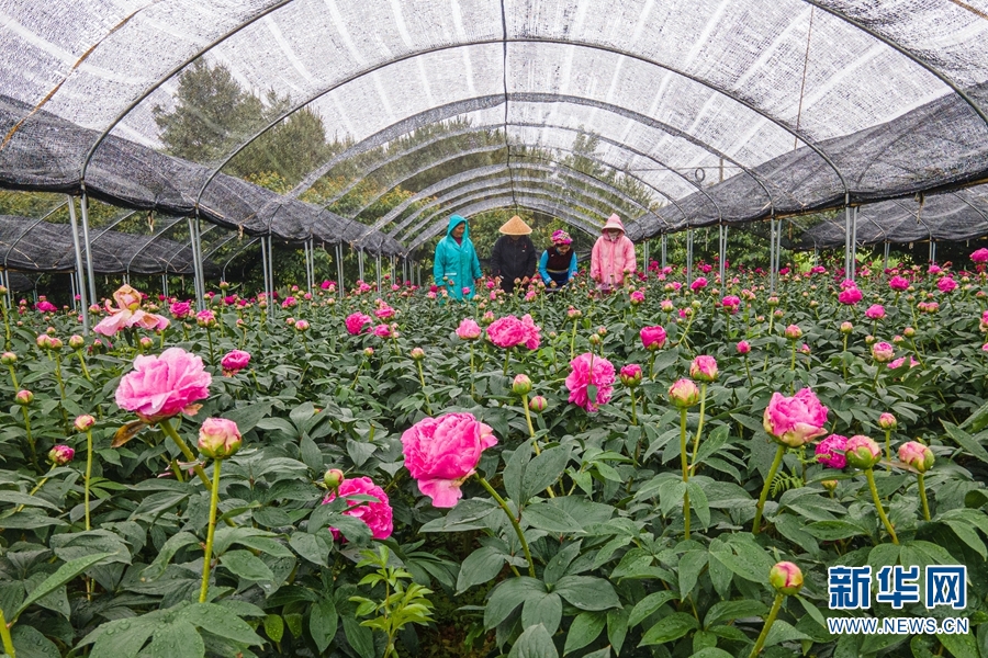 芍药村委会最新项目启动，乡村振兴新篇章开启