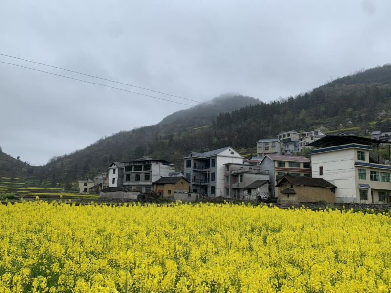 尖坪村迈向繁荣和谐新时代的最新发展规划