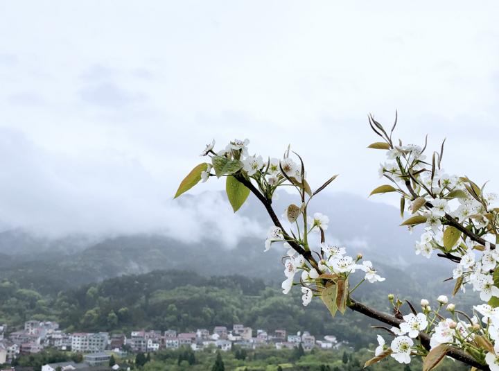 坞麻村委会最新项目，重塑乡村，走向繁荣