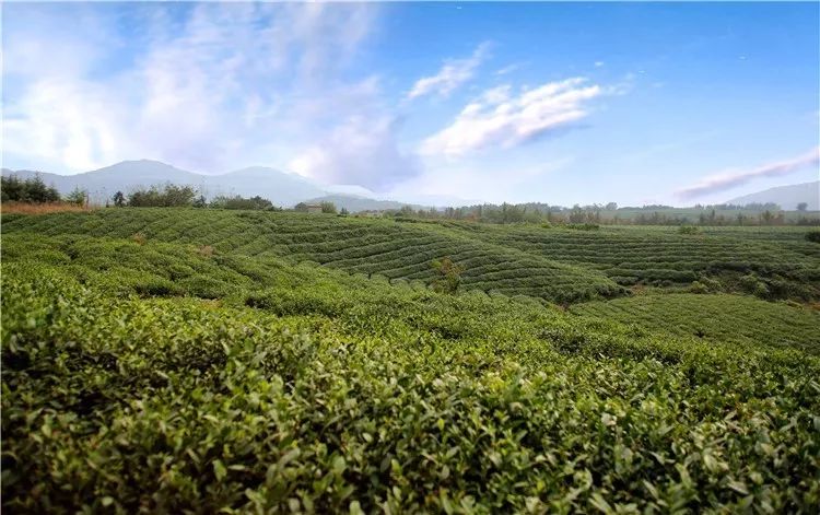 句容市方山茶场绿色发展新篇章，最新新闻速递