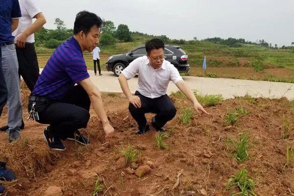 菜花坪镇最新项目，引领地区发展的强大引擎